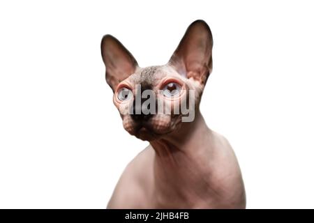 Haarlose sphynx mit großen Augen und schwarzer Schnauze sieht zur Seite, schöne exotische Katze auf weißem Hintergrund Stockfoto