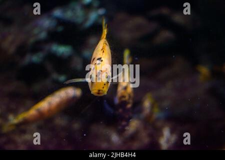 Eine Nahaufnahme von Rotbuntbarsch (Maylandia estherae) Stockfoto