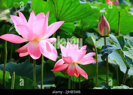 Wunderschöne Aussicht auf blühende Lotusblumen, Nahaufnahme von rosa Lotusblumen, die im Sommer im Teich blühen Stockfoto