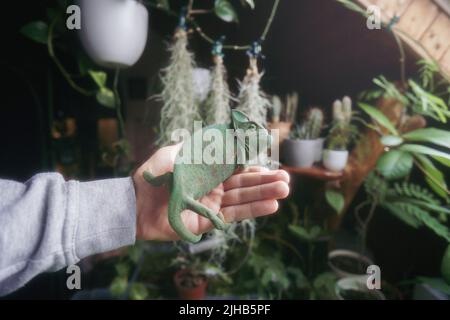 Schöne leuchtend grüne weibliche verschleierte Chamäleon auf der Hand eines Mannes im Gewächshaus Stockfoto