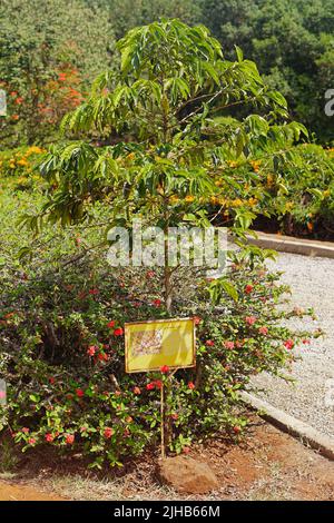 Nairobi, Kenia - 10. Juli 2017: Kaffeebeeren Pflanzen im Jahr 1900 im Karen Blixen Garten in der Nähe von Nairobi, Kenia Afrika. Stockfoto