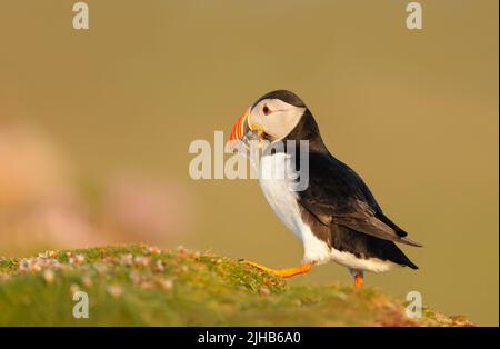 Nahaufnahme eines Atlantischen Papageitauchtauchtauchschnabels in einem Küstengebiet von Schottland, Großbritannien. Stockfoto