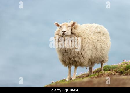 Nahaufnahme eines Shetland-Schafes, das auf einem Küstengebiet der Shetland-Inseln steht. Stockfoto