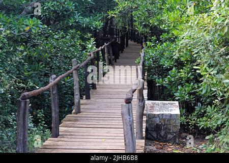 Sansibar, Tansania - 18. Juli 2017: Erhöhter Weg zum Jozani Forest Naturschutzgebiet Mangrovenwald auf der Insel Sansibar, Tansania Afrika. Stockfoto