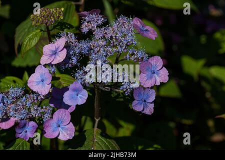 Ein Haufen blau-lila Hortensien-Blüten, jedes zart mit ein paar Knospen, die noch blühen. Stockfoto