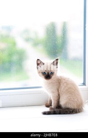 Ein kleines siamesisches Kätzchen sitzt in einem Raum auf der Fensterbank und schaut in die Kamera. Hochwertige Fotos Stockfoto