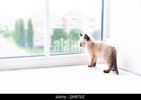 Ein kleines siamesisches Kätzchen steht in einem Raum auf der Fensterbank. Hochwertige Fotos Stockfoto
