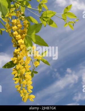 Goldene Kette Baum Zweig auf blauem Himmel Stockfoto