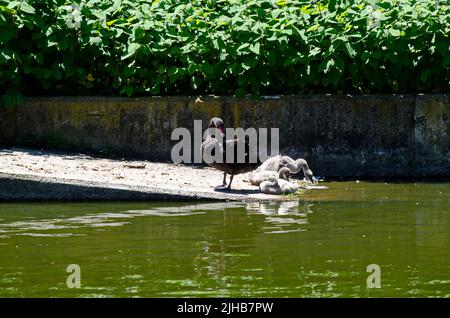 Ein schwarzer Schwan mit ihren Entchen genießt das Wasser beim Schwimmen im Sofia-See, Bulgarien Stockfoto