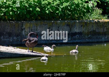 Ein schwarzer Schwan mit ihren Entchen genießt das Wasser beim Schwimmen im Sofia-See, Bulgarien Stockfoto