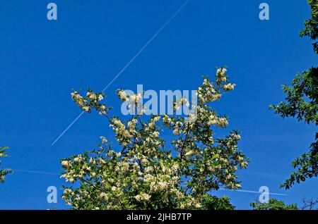 Zweig mit frischer Akazienblüte oder Gemeine Heuschrecke im Park, Sofia, Bulgarien Stockfoto