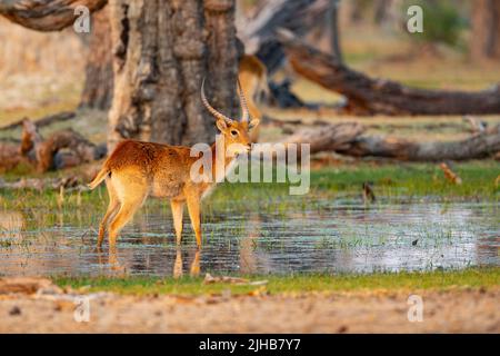 Lechwe (Kobus leche), rote Lechwe oder südliche Lechwe, Buck-Browsing im seichten Wasser Stockfoto