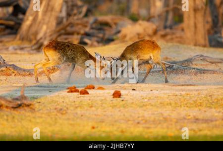 Lechwe (Kobus leche), rote Lechwe oder südliche Lechwe. Zwei Böcke kämpfen Stockfoto