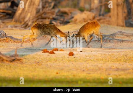 Lechwe (Kobus leche), rote Lechwe oder südliche Lechwe. Zwei Böcke kämpfen Stockfoto