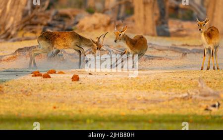 Lechwe (Kobus leche), rote Lechwe oder südliche Lechwe. Zwei Böcke kämpfen Stockfoto