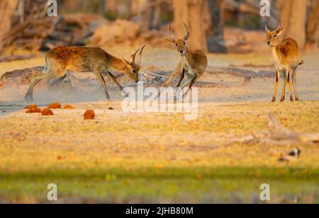 Lechwe (Kobus leche), rote Lechwe oder südliche Lechwe. Zwei Böcke kämpfen Stockfoto