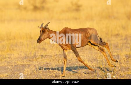 Gewöhnlicher Tessebe oder Sassaby (Damaliscus lunatus lunatus) beim Laufen Stockfoto