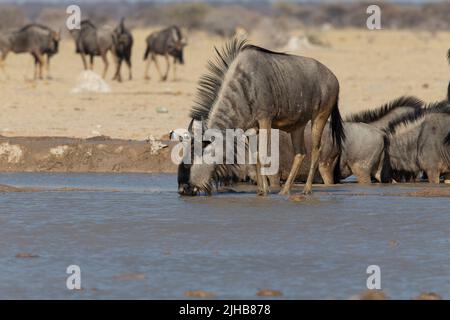 Blauer Wildebeest (Connochaetes taurinus), der an einem Wasserloch trinkt Stockfoto
