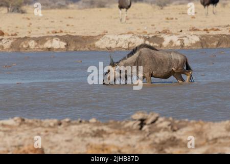 Blauer Wildebeest (Connochaetes taurinus), der an einem Wasserloch trinkt Stockfoto