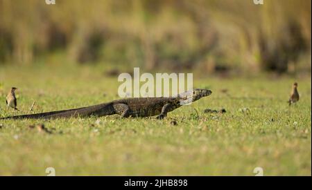 Wasserüberwachungseidechse (Varanus-Salvator) Stockfoto