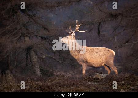 Schottischer Rothirsch (Cervus elaphus scoticus) Hirsch nach dem Winter in Glen Cannich, Highlands, Schottland Stockfoto