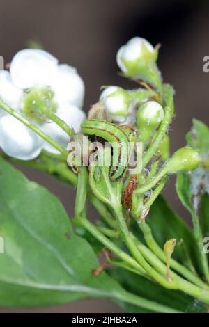 Raupe der Pyralidmotte Trachycera advenella (syn. Acrobasis advenella) auf Weißdorn. Stockfoto