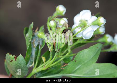 Raupe der Pyralidmotte Trachycera advenella (syn. Acrobasis advenella) auf Weißdorn. Stockfoto