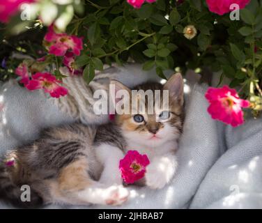 Dreifarbige, neugierige, niedliche Kätzchen mit großen Augen liegt auf einer weichen Decke in einem Blumenbett inmitten von leuchtend rosa Rosenblüten. Katze Kindheit, schöne Postca Stockfoto