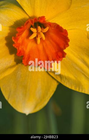 Extreme Nahaufnahme der Narzissen-Variation (Narcissus sp.) in voller Blüte im Frühjahr. Stockfoto