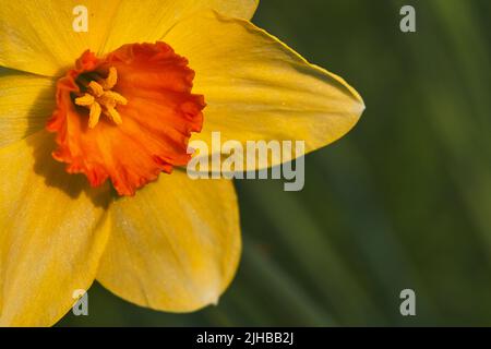 Extreme Nahaufnahme der Narzissen-Variation (Narcissus sp.) in voller Blüte im Frühjahr. Stockfoto