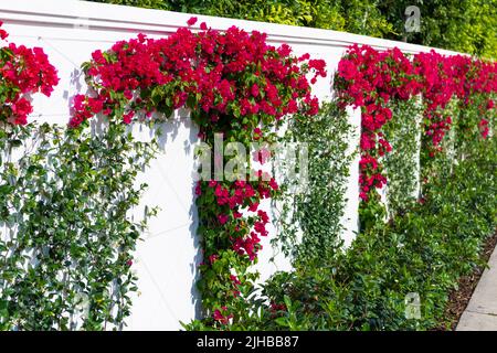 Bougainvillea oder Papierblume mit blühenden Blumen wachsen entlang Zaun im Freien Stockfoto