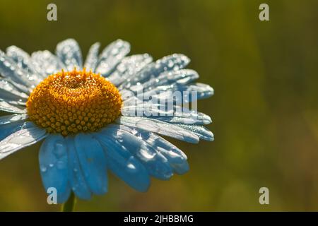 Ochsenauge Gänseblümchen in der Morgensonne, mit Wassertröpfchen Stockfoto