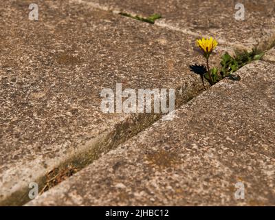 Gartengras in Riss/Spalt/Fugen in Pflastersteinen Stockfoto