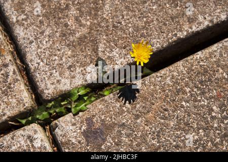 Gartengras in Riss/Spalt/Fugen in Pflastersteinen Stockfoto