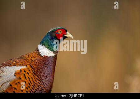 Isoliertes Porträt des gemeinen Fasans Phasianus colchicus goldener Hintergrund copy space Stockfoto