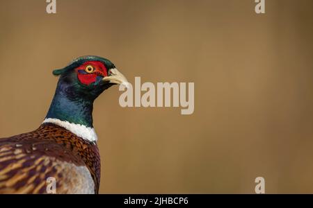 Isoliertes Porträt des gemeinen Fasans Phasianus colchicus goldener Hintergrund copy space Stockfoto