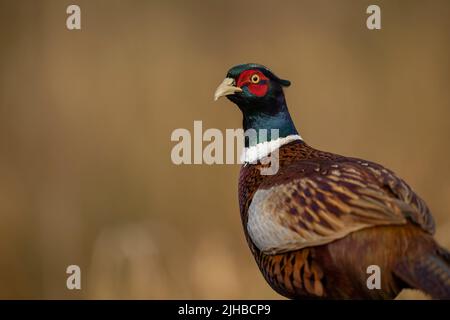 Isoliertes Porträt des gemeinen Fasans Phasianus colchicus goldener Hintergrund copy space Stockfoto