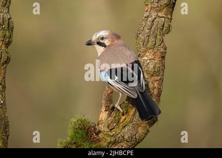 Eurasischer Jay Garrulus glandarius auf einem rustikalen Baumzweig Stockfoto