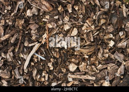 Dired Woochip bei vollem Sonnenschein. Holzspäne wird zur Verbreitung um Gartenpflanzen verwendet, um Unkraut zu unterdrücken, Wurzeln im Winter warm zu halten und Pflanzen als Futter zu verwenden Stockfoto