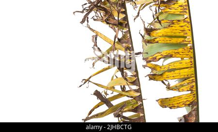 Getrocknete Bananenbaumblätter, abgestorbene und verfärbte Blätter isoliert auf weißem Hintergrund, natürlicher Hintergrund abstrakt Stockfoto