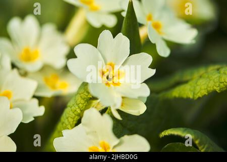 Nahaufnahme eines Klumpens von Primosen (Primula vulgaris) in voller Blüte. Primrosen sind eine der ersten Blumen, die im Frühling zu sehen sind. Stockfoto