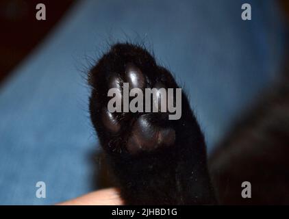 Schwarze Katzenpfote in Nahaufnahme Stockfoto