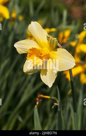 Porträtansicht eines einzelnen Narzissenkopfes in voller Blüte an einem sonnigen Nachmittag, Stockfoto