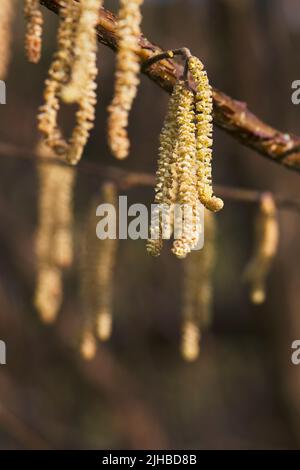 Nahaufnahme von Hasel-Kätzchen, die an einem Ast hängen. Hasel blüht im Frühling und ist eine weit verbreitete Laubpflanze, die als Strauch oder Baum wachsen kann, Stockfoto