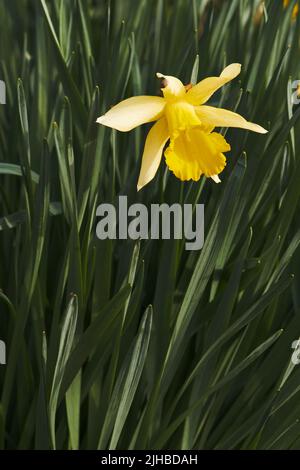 Porträtansicht eines einzelnen Narzissenkopfes in voller Blüte Stockfoto