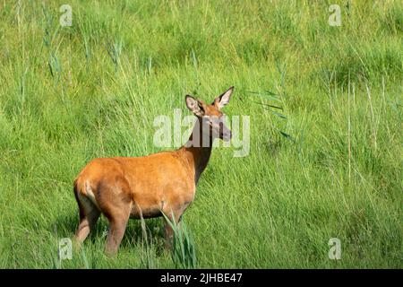 Junge Rothirsche stehen im Gras, Sommertag Stockfoto