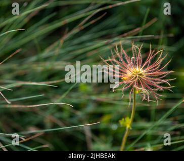 Alpenpasqueblume (Pulsatilla alpina) mit ihren unverwechselbaren seidigen, haarigen Samenköpfen (Achenes) Stockfoto