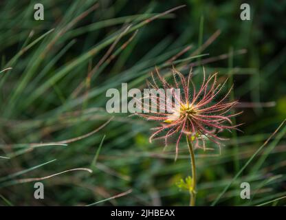 Alpenpasqueblume (Pulsatilla alpina) mit ihren unverwechselbaren seidigen, haarigen Samenköpfen (Achenes) Stockfoto