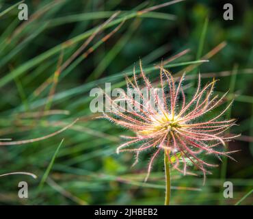 Alpenpasqueblume (Pulsatilla alpina) mit ihren unverwechselbaren seidigen, haarigen Samenköpfen (Achenes) Stockfoto