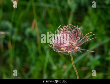 Alpenpasqueblume (Pulsatilla alpina) mit ihren unverwechselbaren seidigen, haarigen Samenköpfen (Achenes) Stockfoto